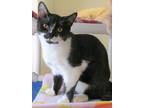 Adopt DOMINO a Tuxedo, Domestic Short Hair