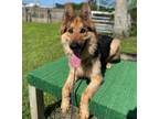 Adopt Choo Choo a German Shepherd Dog