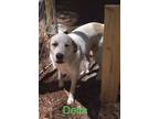 Adopt Delta a Great Pyrenees