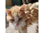 Adopt Garfield [Permanent Foster] a Domestic Long Hair