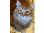 Adopt Monster a Domestic Long Hair, Maine Coon