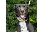 Adopt Oreo a Black Labrador Retriever, American Staffordshire Terrier