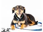 Adopt Bingley a Beagle, Rottweiler