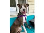 Adopt Porkchop a American Staffordshire Terrier