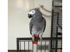 AJU African Grey Parrots Birds available