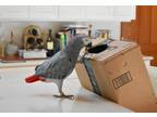 ULO African Grey Parrots Birds available