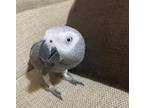 AVD African Grey Parrots Birds available