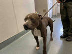 Adopt DREW a Gray/Silver/Salt & Pepper - with White American Pit Bull Terrier /