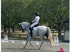 SF Liberte, talented dressage horse