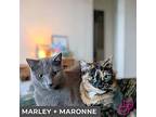 Marley (bonded With Maronne), Domestic Shorthair For Adoption In Toronto