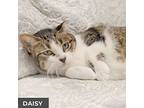 Daisy, Domestic Shorthair For Adoption In Toronto, Ontario