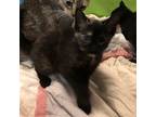 Hazel And Her Kittens, Domestic Shorthair For Adoption In Caledon, Ontario