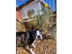 Buddy, Boston Terrier For Adoption In Plano, Texas