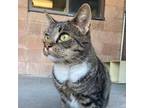 Adopt Sparkle a Domestic Short Hair