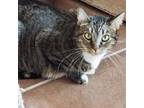 Adopt Abby a Tabby