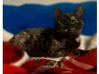 Adopt KitKat a Domestic Short Hair