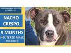 Adopt NACHO CRESPO a Gray/Silver/Salt & Pepper - with White American Pit Bull