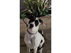 Adopt SPOT a White - with Black American Pit Bull Terrier / Mixed dog in Upland