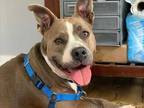 Adopt MARCELA a Gray/Silver/Salt & Pepper - with White American Pit Bull Terrier