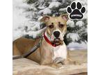 Adopt FC AMAYA a Tan/Yellow/Fawn American Pit Bull Terrier / Mixed dog in