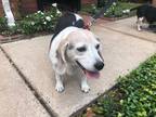 Adopt Bobby a Tricolor (Tan/Brown & Black & White) Beagle / Mixed dog in