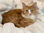 Adopt Monster a Orange or Red (Mostly) Domestic Longhair (long coat) cat in