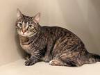 Adopt Carrie a Brown Tabby Domestic Shorthair (short coat) cat in Columbus