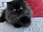 Sold Milo Black Persian Male Kitten
