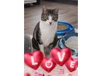 Adopt Mika with the heartshaped nose a Brown Tabby Domestic Shorthair (short
