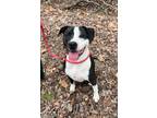 Adopt Quinn a Black - with White Pit Bull Terrier / Mixed dog in Horn Lake