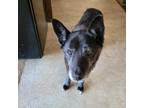 Adopt Gwendolynn a Brindle Cattle Dog / Labrador Retriever / Mixed dog in