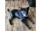 Adopt Raymond a Black Labrador Retriever / Shar Pei / Mixed dog in Liberty