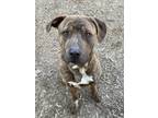 Adopt Rebel a Brindle - with White Mountain Cur / Mixed dog in Heber Springs