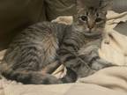 Adopt Long Stay-Azrael a Tan or Fawn Tabby Domestic Shorthair (short coat) cat