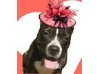 Adopt Keenland a Pit Bull Terrier