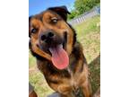 Adopt Mack a Brown/Chocolate Shepherd (Unknown Type) / Mixed dog in Justin