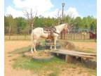  [url removed] BEGINNER PALOMINO TENN. WALKER MARE