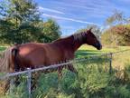 Strong, ride-able, and loving Tennessee Walker Gelding FOR SALE!!