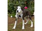 Adopt Dove a Black - with White Boxer / Pit Bull Terrier / Mixed dog in