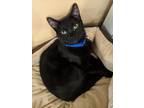 Adopt Voit a All Black Domestic Shorthair / Mixed (short coat) cat in
