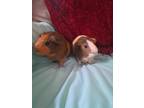 Adopt One K a Guinea Pig small animal in Williston, FL (36759391)