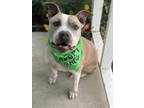 Adopt Jake a White - with Tan, Yellow or Fawn Pit Bull Terrier dog in los