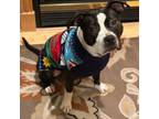 Adopt Minnie **Courtesy Cupid** a Pit Bull Terrier