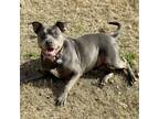 Adopt Dixie a Pit Bull Terrier