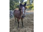 Adopt TreeStar a Quarterhorse