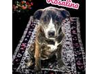 Adopt Rosalina a Australian Cattle Dog / Blue Heeler, Bloodhound
