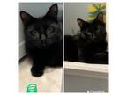 Adopt Blossom & Boomer a Domestic Short Hair