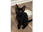 Adopt Blossom =^.^= a Domestic Short Hair