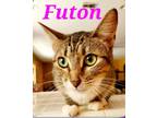 Adopt Futon a American Shorthair