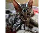 Adopt CLEOPATRA a Tabby, Domestic Short Hair